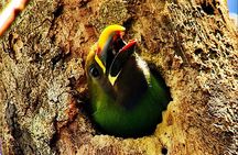  Looking for Toucans