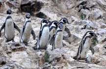 2-Hour Tour to the Ballestas Islands from Puerto San Martín