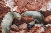 2-Hour Tour to the Ballestas Islands from Puerto San Martín