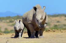 Half Day Private Tour in Nairobi National Park with Admission