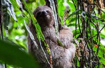 Guanacaste Rainforest Safari with Meal