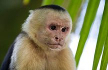 Guanacaste Rainforest Safari with Meal