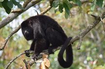 Guanacaste Rainforest Safari with Meal