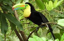 Guanacaste Rainforest Safari with Meal