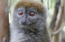 Half-Day Private Tour in Lemur's Park