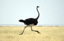 4-Day Serengeti, Ngorongoro & Tarangire Private Camping Tour