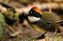 Cali: Bird Watching | Birding in the cloud forest at kilometer 18