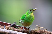 Cali: Bird Watching | Birding in the cloud forest at kilometer 18
