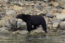 Spring Bears and Whales Tour in Campbell River