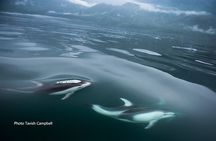 Spring Bears and Whales Tour in Campbell River