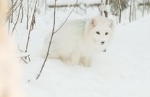 Ranua Zoo Tour (private service)