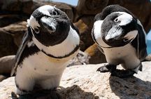 Explore Table Mountain, Meet Penguins and Discover Cape Point