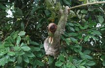 Sloth Tour in La Fortuna Private Guide