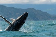 Kaikōura Day Tour From Christchurch With Whale Watch