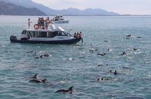 Kaikōura Day Tour From Christchurch With Dolphin Encounter
