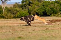 5-Day Private Camping Tour to Serengeti, Ngorongoro & Tarangire