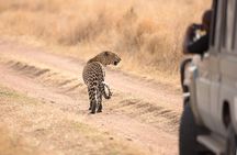 5-Day Private Camping Tour to Serengeti, Ngorongoro & Tarangire