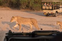 Aquila Big 5 Safari: Exclusive Wildlife Tour & Park Fee included 