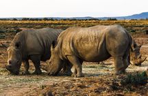 Aquila Big 5 Safari: Exclusive Wildlife Tour & Park Fee included 