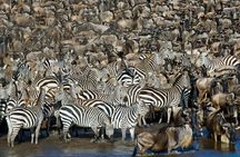 4-Day Group Safari to Tarangire, Serengeti & Ngorongoro Crater