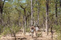 4-Day Group Safari to Tarangire, Serengeti & Ngorongoro Crater