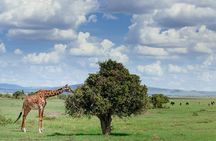 Private Tarangire National Park Day Tour