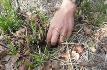 Umbria Truffle Hunting Experience with Brunch