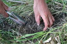 Umbria Truffle Hunting Experience with Brunch