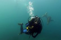 Private Diving Experience with Sea Lions in Punta Loma