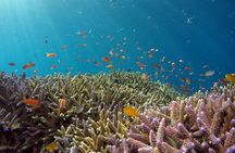 Snorkeling Nusa Penida and Island Tour Package