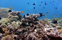 Snorkeling Nusa Penida and Island Tour Package