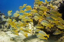 Waikiki Coral Reef Snorkel & Waterslide Adventure