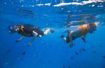 Deluxe Snorkel and Wildlife Cruise in Waikiki