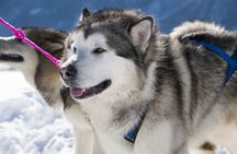 Husky Sledding Ride in Levi