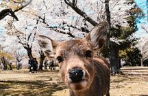 Nara, Todaiji Temple & Kuroshio Market Day BUS Tour from Osaka