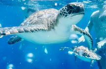 DREAM of TURTLES - Luxury Yacht Cruise - BBQ meal - 1 free drink
