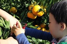 Jeju Tangerine Picking & Camellia Flowers Private Tour 