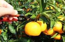 Jeju Tangerine Picking & Camellia Flowers Private Tour 