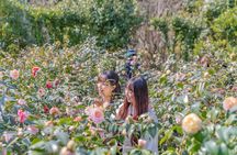 Jeju Tangerine Picking & Camellia Flowers Private Tour 