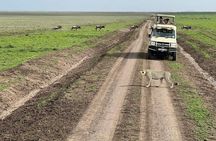 5-Day Tanzania Safari Holidays
