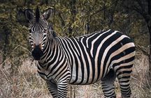 5-Day Tanzania Safari Holidays