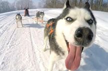 Husky Sledding Ride in Levi
