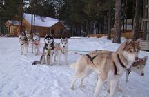 Ultimate Combo! Husky Safari & Reindeer Sleigh Ride