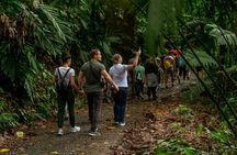 Limón Rainforest Hanging Bridges-Skywalk Tour & Tortuguero Canals