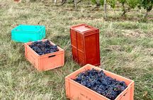 Epicurean Discovery Tour with Wine & Local Specialties