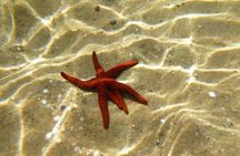 Private 1-Hour Guided Snorkeling Adventure with Go Pro Pictures 