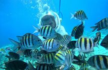 Curacao Guided Underwater Walking Tour, No Swimming Skills Needed
