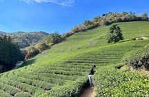 Boseong Tour : Green Tea Field, Mountain & Lake Trail (Private)