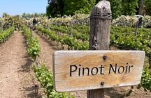 Viña Concha y Toro: Premium Wine Center Tour