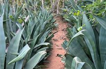 Hike Goto "Flamingo" Meer Trail & Explore North Bonaire
